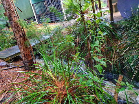 Roland B&B - Sunshine Coast Guide 17