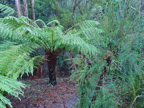 Roland B&B - Sunshine Coast Guide 21
