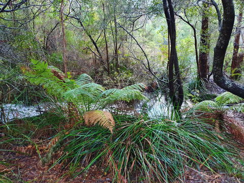 Roland B&B - Sunshine Coast Guide 29