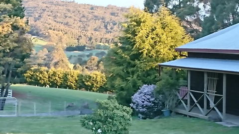 Glengarry Farm Stay BnB - Sunshine Coast Guide 7