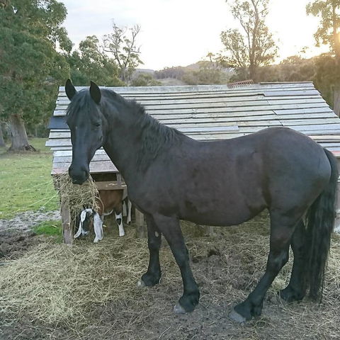 Glengarry Farm Stay BnB - Sunshine Coast Guide 12