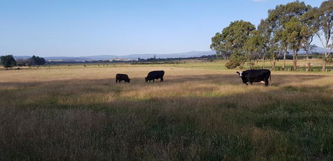 Olinda Yarra Cottage - Sunshine Coast Guide 2