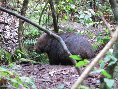 Paradiso Kinglake - Sunshine Coast Guide 2
