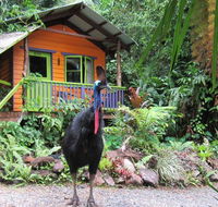 Rainforest Hideaway - Sunshine Coast Guide