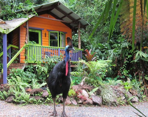 Rainforest Hideaway - Sunshine Coast Guide 0