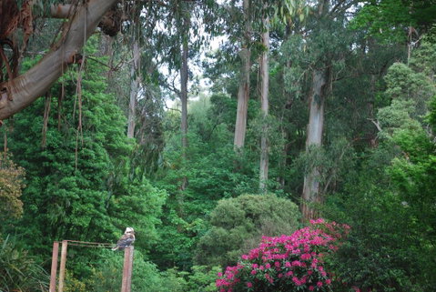 Rocky Creek Art Garden B&B - Sunshine Coast Guide 2
