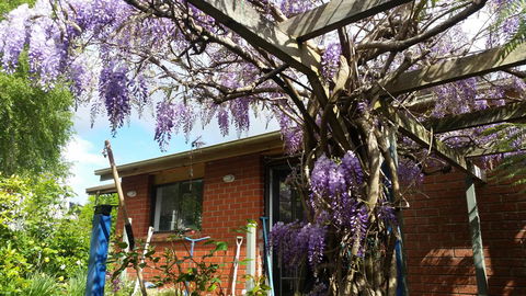 Birch Lane - Sunshine Coast Guide 42