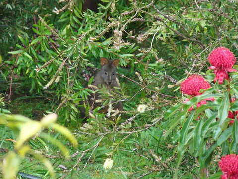 Southern Forest Accommodation - Sunshine Coast Guide 12