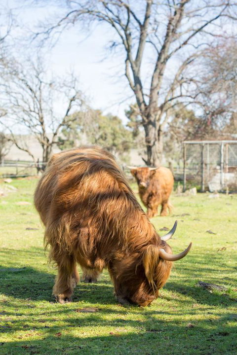 Ratho Farm - Sunshine Coast Guide 4