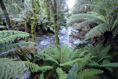 Lemonthyme Wilderness Retreat - Sunshine Coast Guide 21