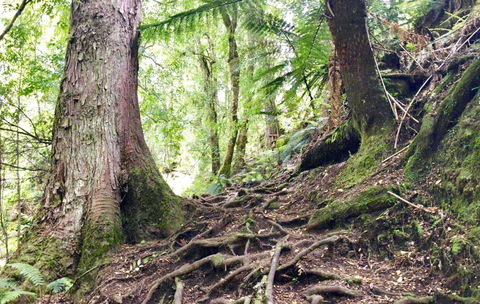 Lemonthyme Wilderness Retreat - Sunshine Coast Guide 23