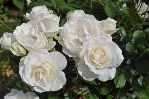 The Mill House Cottage - Sunshine Coast Guide 14