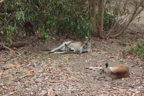 Great Ocean Road Resort - Sunshine Coast Guide 17