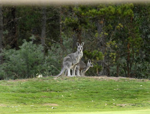 RACV Goldfields Resort - Sunshine Coast Guide 20