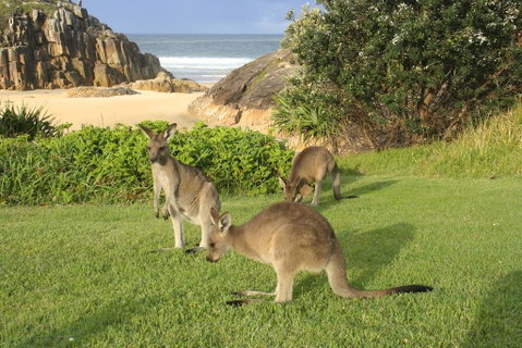 The Carrai - Sunshine Coast Guide 2