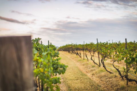 Unlax @ Hunter Valley - Sunshine Coast Guide 3