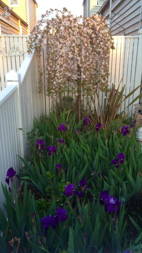 Redruth Cottage - Sunshine Coast Guide 24