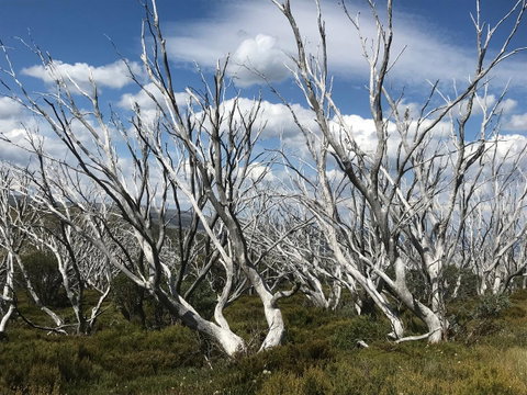 Alpine Aspects - Sunshine Coast Guide 37