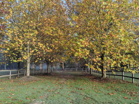 Kangaroo Manor - Sunshine Coast Guide 11