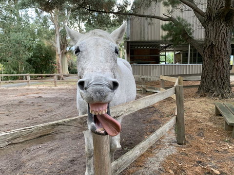 Kangaroo Manor - Sunshine Coast Guide 12