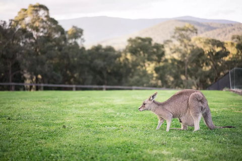 Kangaroo Manor - Sunshine Coast Guide 29