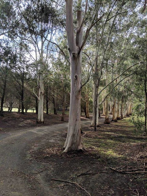 Kangaroo Manor - Sunshine Coast Guide 10