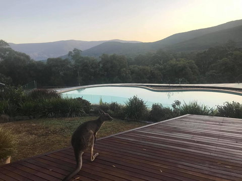 Kangaroo Manor - Sunshine Coast Guide 8