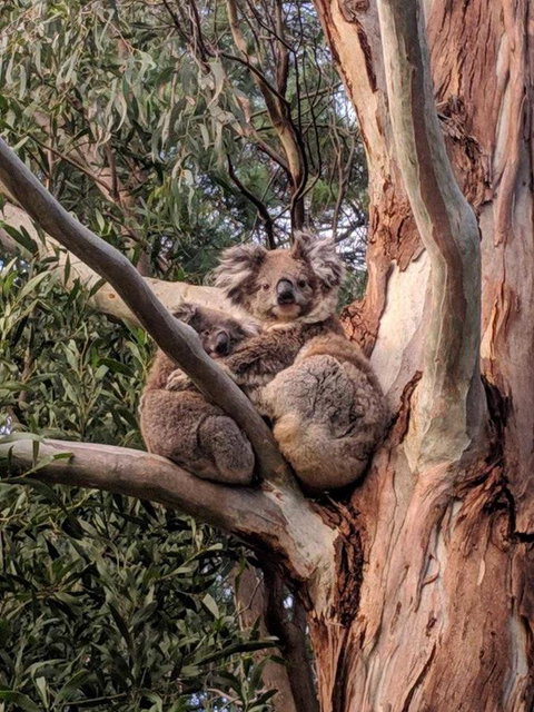 Kangaroo Manor - Sunshine Coast Guide 9