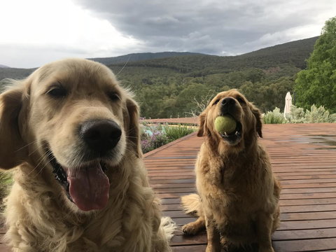 Kangaroo Manor - Sunshine Coast Guide 3