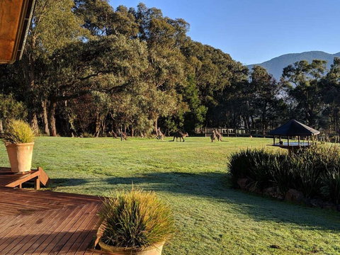 Kangaroo Manor - Sunshine Coast Guide 5