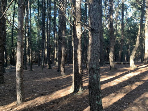 Kangaroo Manor - Sunshine Coast Guide 4