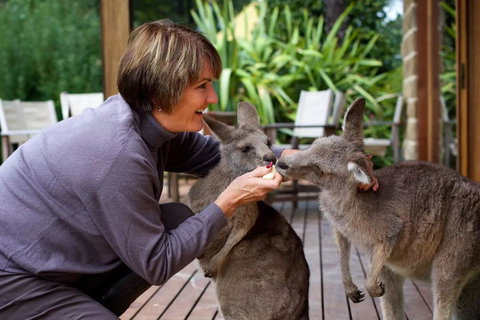 Kangaroo Manor - Sunshine Coast Guide 20