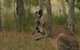 Lake Weyba Noosa Lodge & Kangaroos - thumb 43