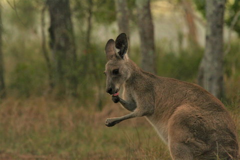 Lake Weyba Noosa Lodge & Kangaroos - Sunshine Coast Guide 43