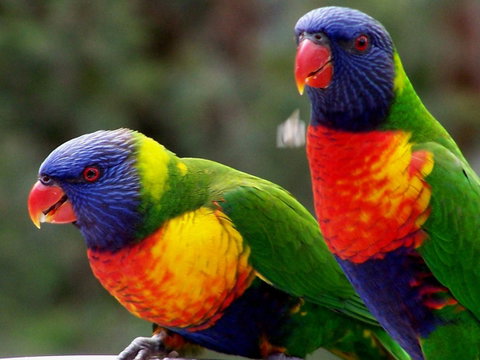 Lake Weyba Noosa Lodge & Kangaroos - Sunshine Coast Guide 12