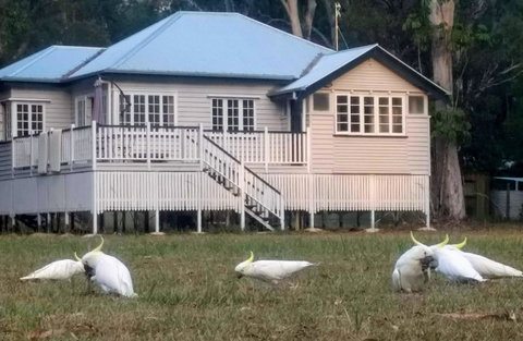 Lake Weyba Noosa Lodge & Kangaroos - Sunshine Coast Guide 20