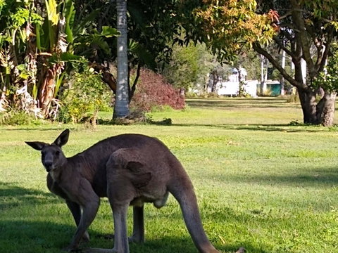 Lake Weyba Noosa Lodge & Kangaroos - Sunshine Coast Guide 24