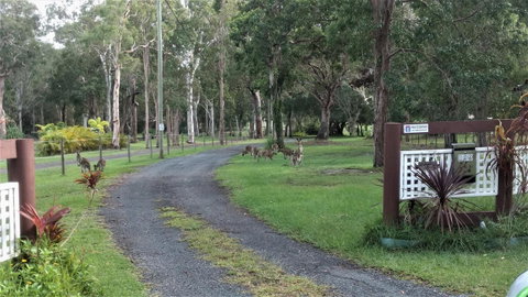 Lake Weyba Noosa Lodge & Kangaroos - Sunshine Coast Guide 42