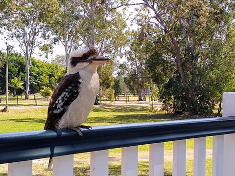 Lake Weyba Noosa Lodge & Kangaroos - Sunshine Coast Guide 18