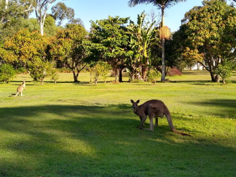 Lake Weyba Noosa Lodge & Kangaroos - Sunshine Coast Guide 8