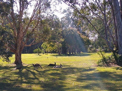 Lake Weyba Noosa Lodge & Kangaroos - Sunshine Coast Guide 4