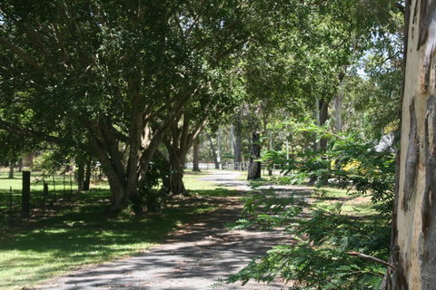 Lake Weyba Noosa Lodge & Kangaroos - Sunshine Coast Guide 34