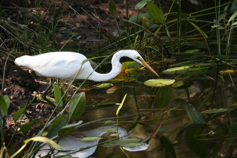 Lake Weyba Noosa Lodge & Kangaroos - Sunshine Coast Guide 33
