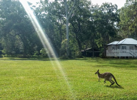 Lake Weyba Noosa Lodge & Kangaroos - Sunshine Coast Guide 26