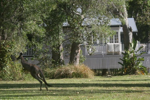 Lake Weyba Noosa Lodge & Kangaroos - Sunshine Coast Guide 31