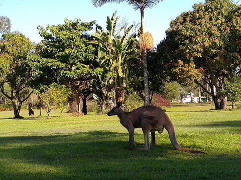 Lake Weyba Noosa Lodge & Kangaroos - Sunshine Coast Guide 35