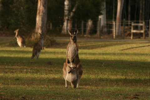 Lake Weyba Noosa Lodge & Kangaroos - Sunshine Coast Guide 16