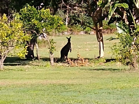 Lake Weyba Noosa Lodge & Kangaroos - Sunshine Coast Guide 29
