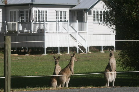 Lake Weyba Noosa Lodge & Kangaroos - Sunshine Coast Guide 28