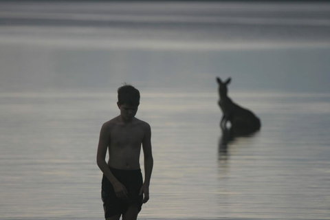 Lake Weyba Noosa Lodge & Kangaroos - Sunshine Coast Guide 37
